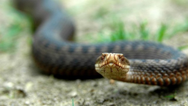 На Сколівщині чоловік потрапив у лікарню через укус змії