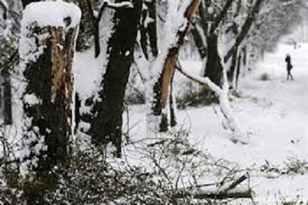 Падіння дерева спричинило до знеструмлення 32 населених пунктів на Львівщині вчора