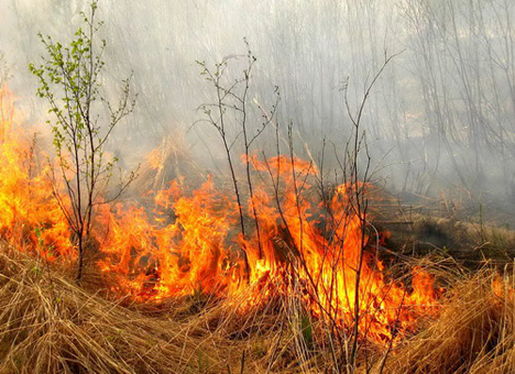 На Львівщині уражені пожежами понад 106 гектарів землі