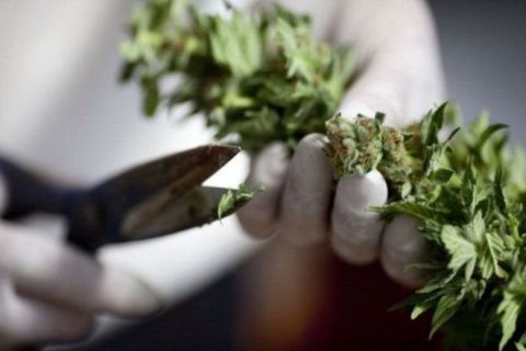 В Україні зробити перший крок до легалізації медичної марихуани