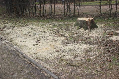 Львівська мерія вирубає 126 дерев біля шкіл та садочків