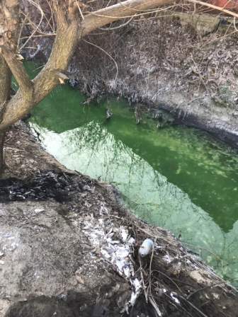 У Львові на вул. Трускавецькій виявили забруднений потічок