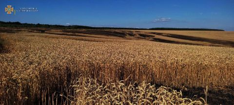 За добу на Львівщині згоріло майже п'ять гектарів пшениці