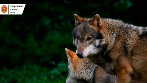 На території Яворівської громади виявили зграю вовків