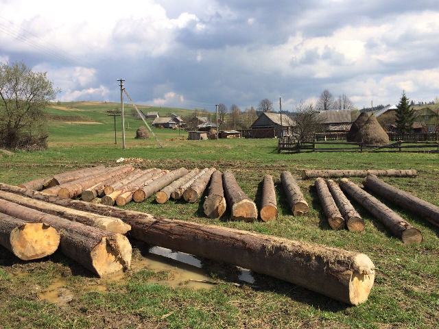 У держлісгоспі на Сколівщині вирубали дерев на 100 тисяч