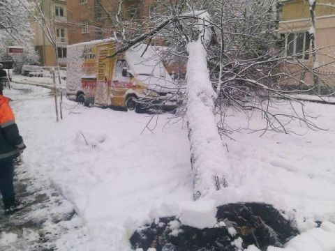 Негода повалила у Львові 92 дерева