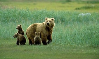 Австрійські екологи рятуватимуть ведмедів Львівщини від знущань