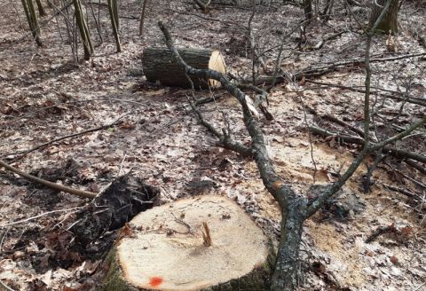 У колишньому таборі відпочинку в Буській ОТГ вирубали майже 30 дубів