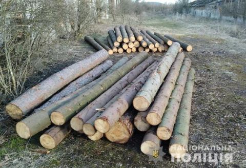 На Яворівщині незаконно зрубали майже 50 дерев