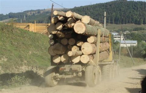 У лісгоспі на Яворівщині вирубали деревини на 660 тис грн