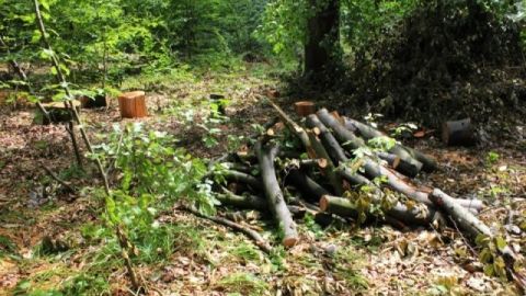 На Турківщині лісник незаконно вирубував і продавав дерева