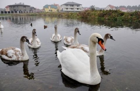 Пограбували будинок активістки, яка хоче врятувати озеро в Брюховичах