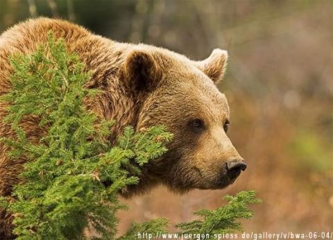 Директор бази відпочинку на Львівщині відповість за утримання в неволі бурого ведмедя