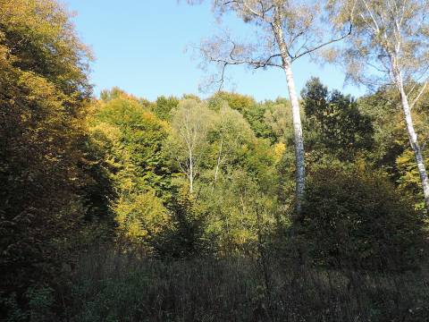 Депутати Львівської облради змінили межі лісового заказника біля Львова