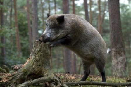 У 3 областях України виявили африканську чуму свиней
