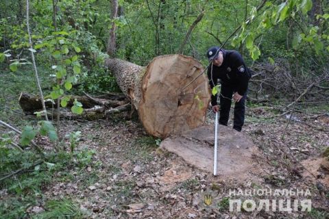 Мешканця Дрогобиччини затримали за незаконну вирубку лісу