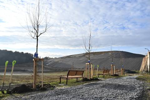 Частину території Грибовицького полігону засадили деревами