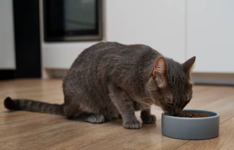 Як сухий корм впливає на здоров'я та активність кішки
