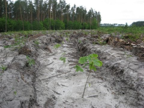 У лісах Львівщини встановили фотопастки