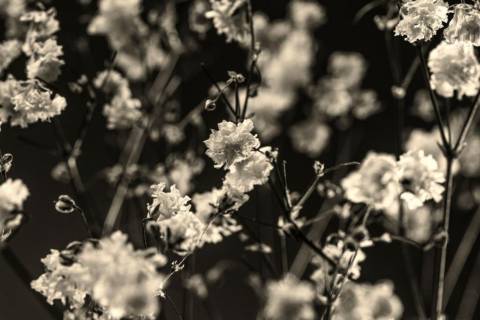 Gamardah Fungus "Trees and Roots" (2025)