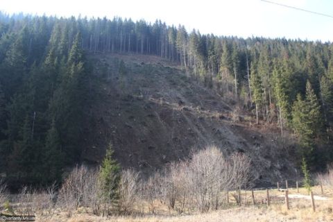 Славський лісгосп обікрали на 200 тисяч