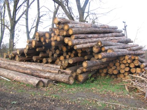 Керівництво ліспоспу на Львівщині дозволило вирубати майже 5 га лісу