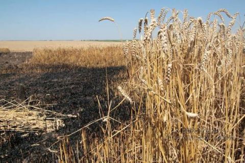 На Львівщині згоріло 35 тис кв.м. урожаю пшениці