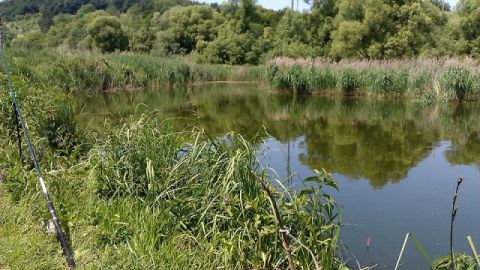 На Жовківщині побільшає ставків для розведення риби