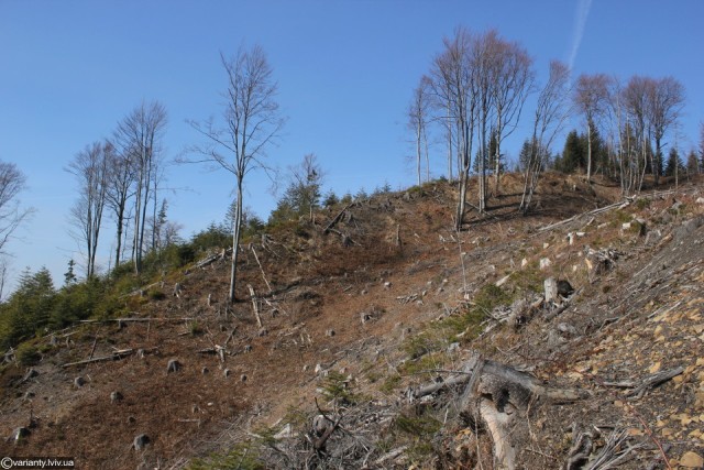 У парку Королівські Бескиди виявили незаконну вирубку на 16 мільйонів гривень