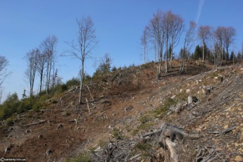 Уряд посилив діяльність лісової охорони