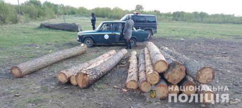 На Сокальщині біля приватної пилорами виявили незаконно зрубані хвойні дерева