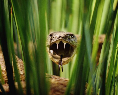 Змія вкусила жінку під час сінозаготівлі на Сколівщині