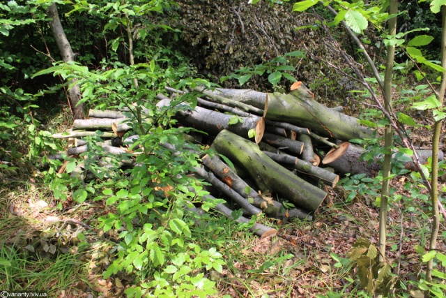 Козицький не виділив фізичній особі ліс на Яворівщині для рекреаційних цілей
