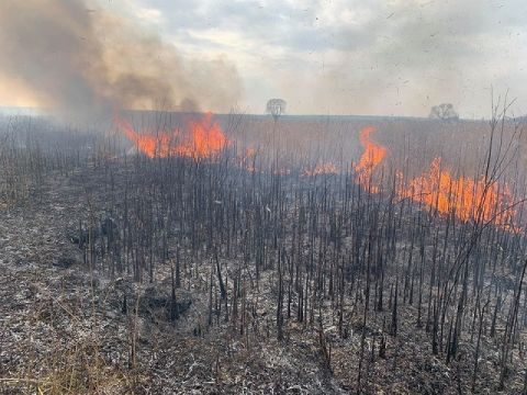 На Львівщині рятувальники погасили пожежу сухостою загальною площею понад 5 га
