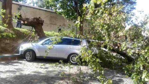 Дерево, що понівечило авто нардепки Юринець, могло бути аварійним