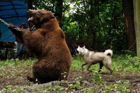 Зоозахисники хочуть врятувати бурих ведмедів, на яких цькують собак