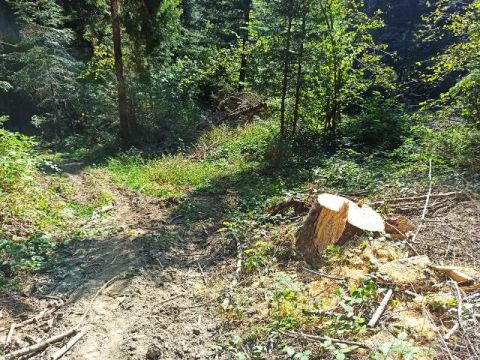 Мешканцю Турківщини загрожує три роки ув'язнення за вирубку дерев на території Галсільлісу