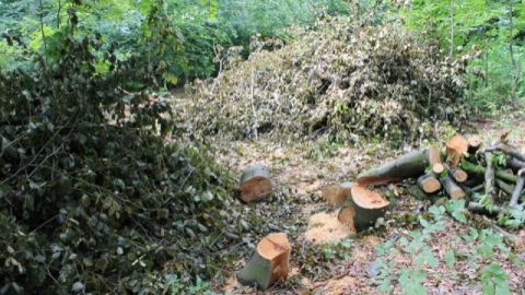 Славський лісгосп профінансував будівництво доріг на Львівщині