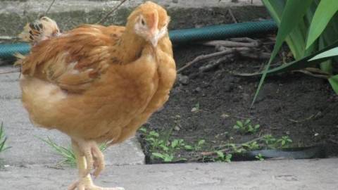 Виробник олії Майола планує збудувати масштабну птахофабрику на території Щирецької громади