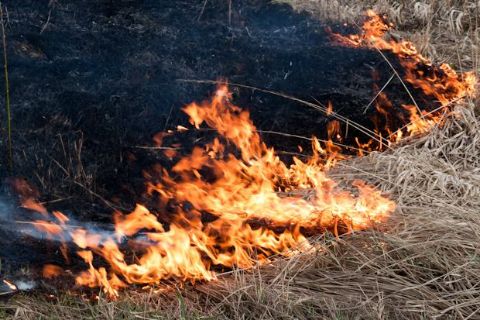 За добу на Львівщині зафіксували вісім пожеж сухої трави