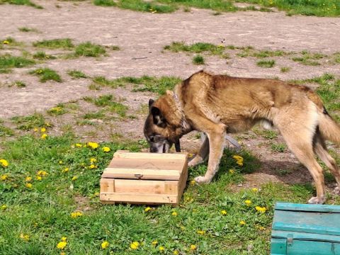 Львівська митниця замовляє ветеринарне обстеження службових собак за 49 тисяч