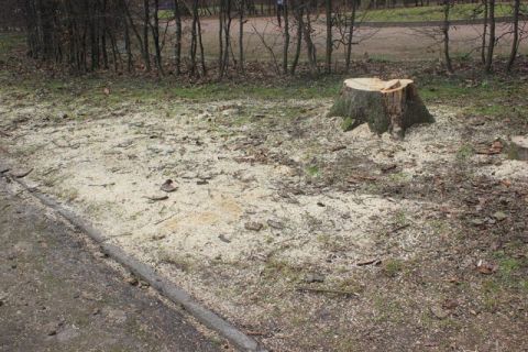 На вулиці Стрийській у Львові незаконно вирубали 200 дерев