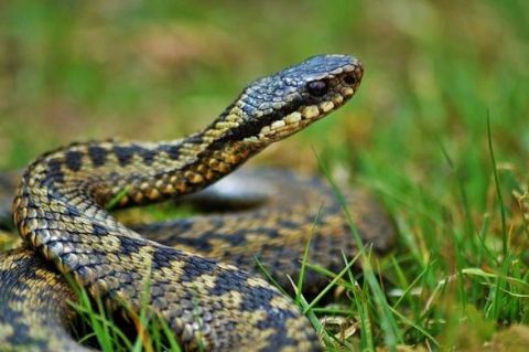 На Стрийщині зафіксували найбільшу кількість постраждалих від укусів змій