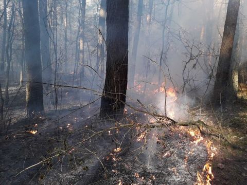 На Яворівщині через спалювання сухостою загорівся лісовий підстил