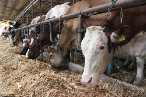 Цьогоріч на Львівщині зареєстрували майже 2000 фермерських господарств