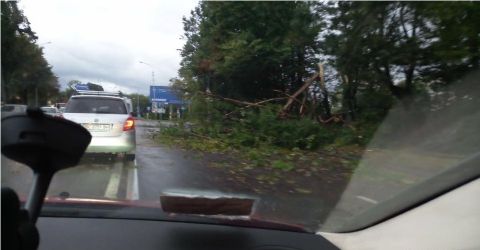 Негода у Львові повалила дерева та понищила зупинку