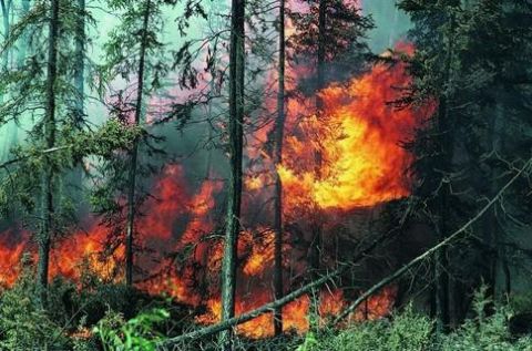 На Львівщині вдвічі збільшилась кількість лісових пожеж