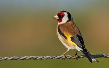 У Львові орнітологи розробили програму керуванням популяціями птахів