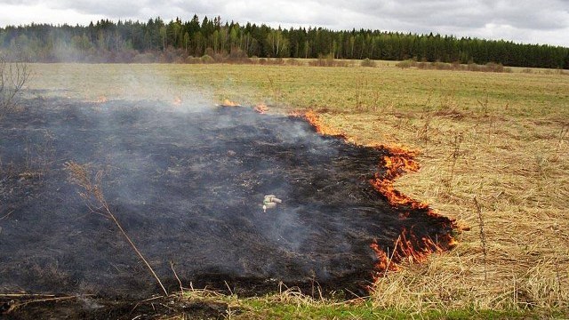 На Львівщині зафіксували майже 400 пожеж сухостою