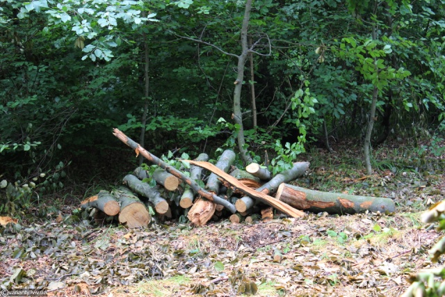 На Мостищині незаконно вирубали дерева на 200 тисяч